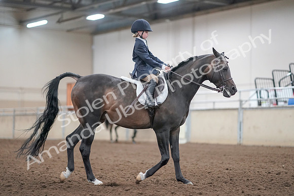 2019 Morgan Horse Show - Aug 31, 2019 - 19573