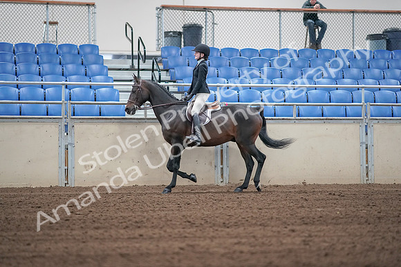 2019 Morgan Horse Show - Sept 01, 2019 - 03660