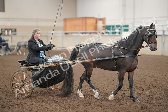 2019 Morgan Horse Show - Aug 31, 2019 - 04405