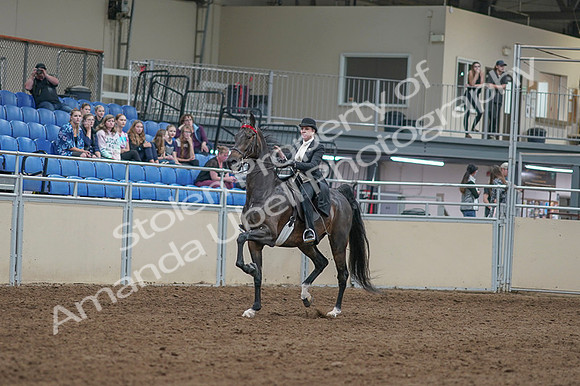 2020 - AB Morgan Horse - Fri, Sept 04 - 11322