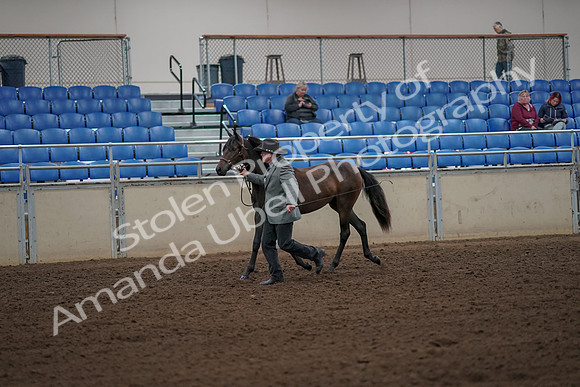 2019 Morgan Horse Show - Aug 30, 2019 - 25693