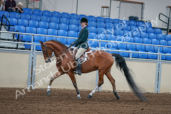 2020 - AB Morgan Horse - Fri, Sept 04 - 01555