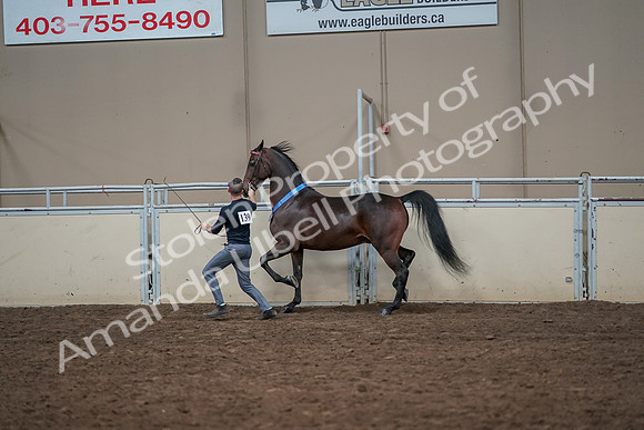 2019 Morgan Horse Show - Aug 31, 2019 - 01452