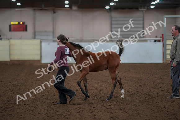 2019 Morgan Horse Show - Aug 30, 2019 - 24802