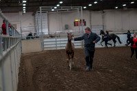 2019 Morgan Horse Show - Aug 31, 2019 - 00833