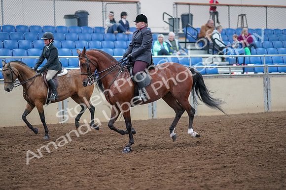 2019 Morgan Horse Show - Aug 30, 2019 - 20518