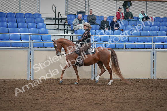 2020 - AB Morgan Horse - Fri, Sept 04 - 08339