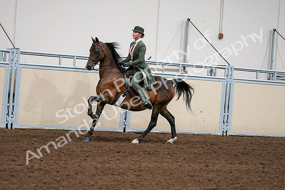 2020 - AB Morgan Horse - Fri, Sept 04 - 03337