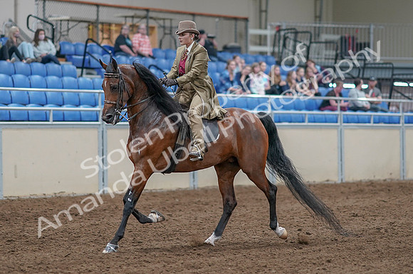 2020 - AB Morgan Horse - Fri, Sept 04 - 11151