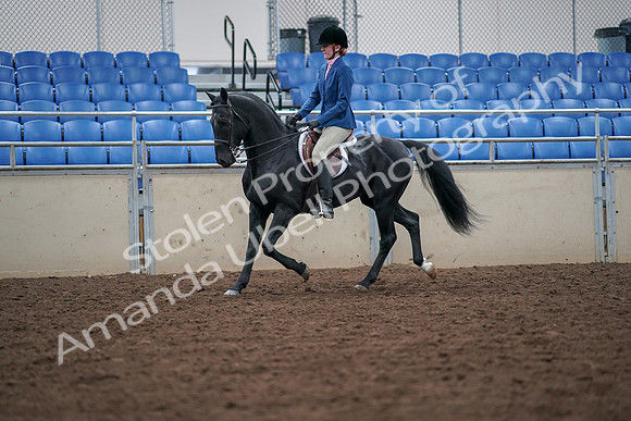 2019 Morgan Horse Show - Aug 30, 2019 - 18350