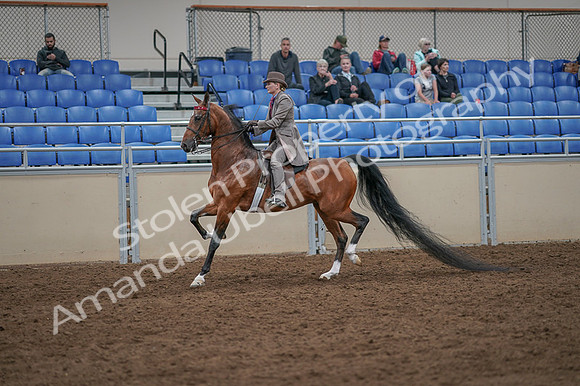 2020 - AB Morgan Horse - Fri, Sept 04 - 11382
