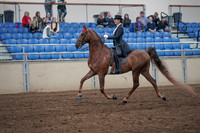 2019 Morgan Horse Show - Aug 31, 2019 - 20360