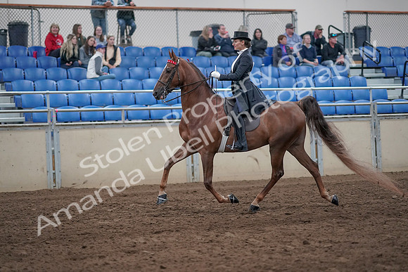 2019 Morgan Horse Show - Aug 31, 2019 - 20360