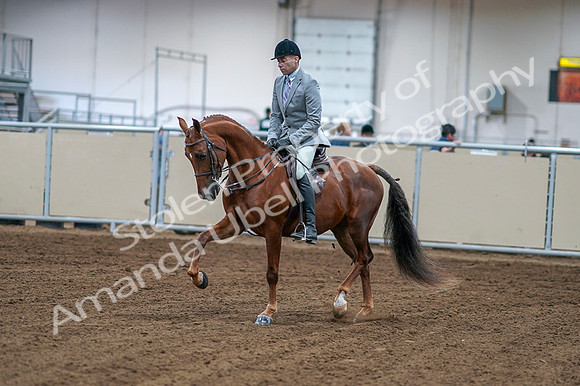 2020 - AB Morgan Horse - Fri, Sept 04 - 01458