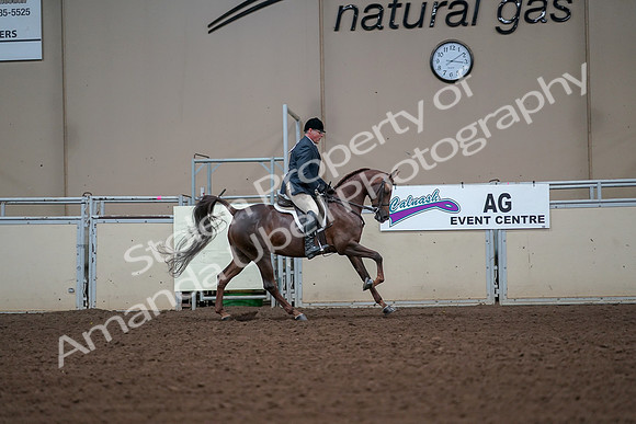 2019 Morgan Horse Show - Aug 30, 2019 - 17592