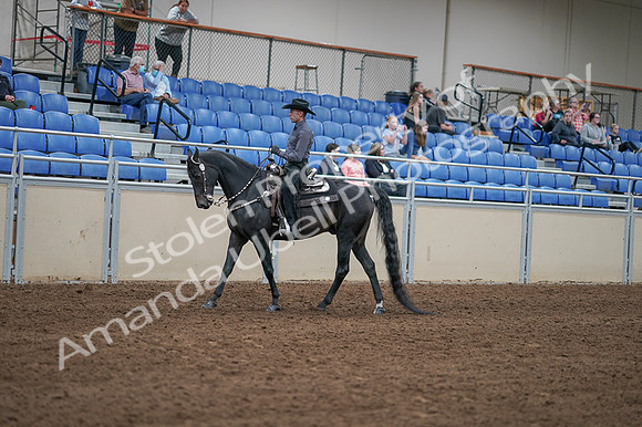 2020 - AB Morgan Horse - Fri, Sept 04 - 08281
