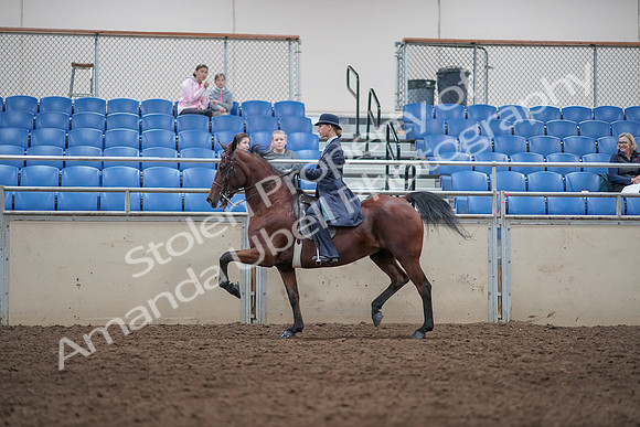 2019 Morgan Horse Show - Aug 31, 2019 - 09366