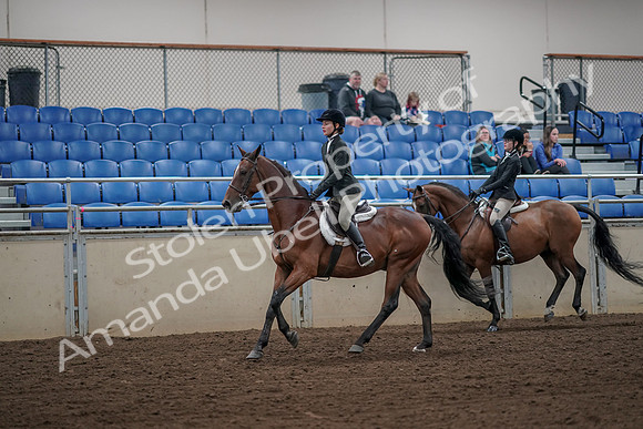 2019 Morgan Horse Show - Aug 31, 2019 - 05099