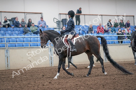 2019 Morgan Horse Show - Aug 31, 2019 - 19380
