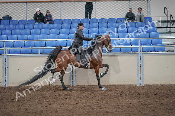 2020 - AB Morgan Horse - Fri, Sept 04 - 09828