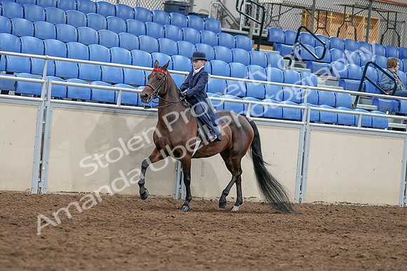 2020 - AB Morgan Horse - Sat, Sept 05 - 04761