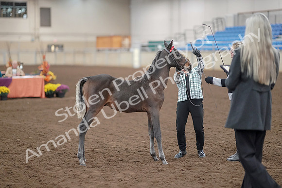 2019 Morgan Horse Show - Aug 30, 2019 - 24873