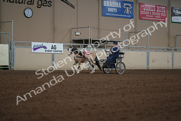 2019 Morgan Horse Show - Aug 31, 2019 - 04589