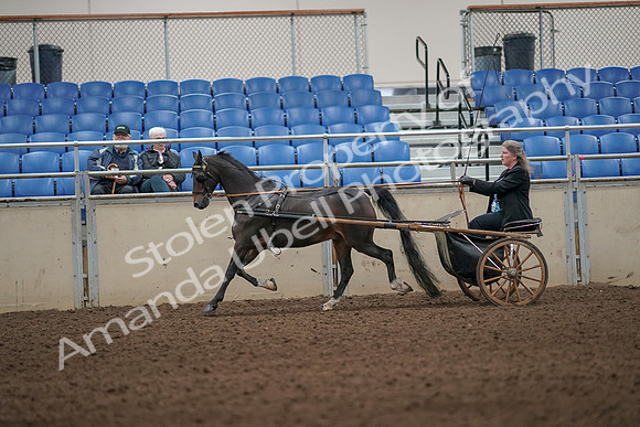 2019 Morgan Horse Show - Aug 31, 2019 - 04310