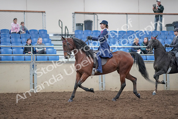 2019 Morgan Horse Show - Aug 31, 2019 - 09374