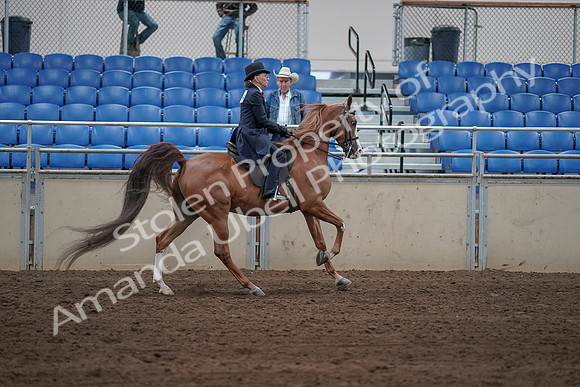 2019 Morgan Horse Show - Sept 01, 2019 - 12034