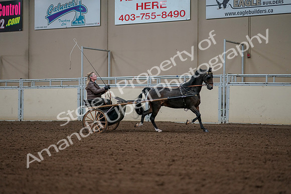2019 Morgan Horse Show - Aug 30, 2019 - 13365