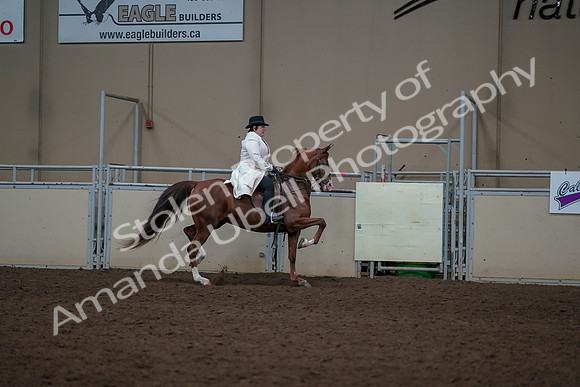 2019 Morgan Horse Show - Aug 31, 2019 - 17941