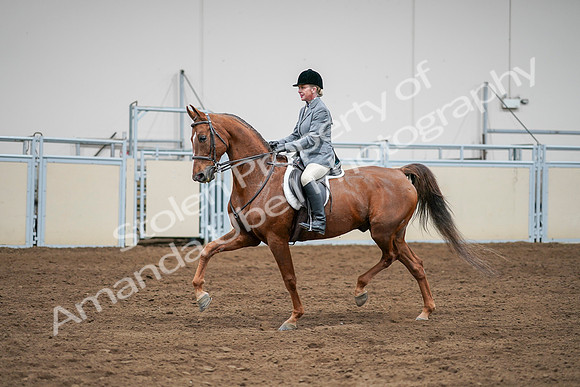 2020 - AB Morgan Horse - Sat, Sept 05 - 03294