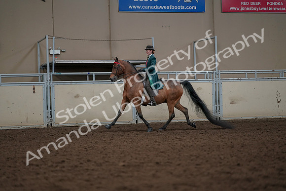 2019 Morgan Horse Show - Aug 30, 2019 - 27914