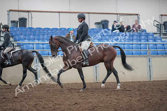 2019 Morgan Horse Show - Aug 31, 2019 - 14869