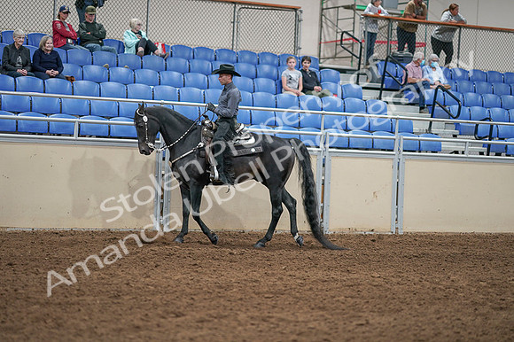 2020 - AB Morgan Horse - Fri, Sept 04 - 08293