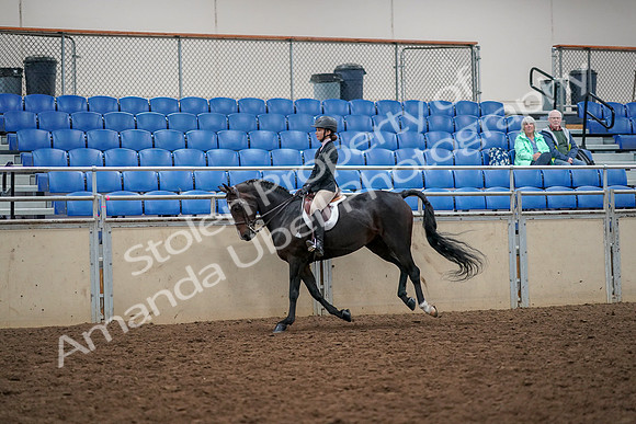 2019 Morgan Horse Show - Aug 30, 2019 - 23399