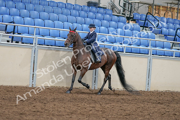 2020 - AB Morgan Horse - Sat, Sept 05 - 04764