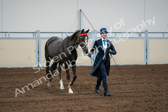 2020 - AB Morgan Horse - Fri, Sept 04 - 00687