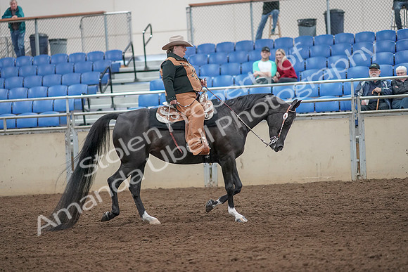 2019 Morgan Horse Show - Aug 31, 2019 - 06208