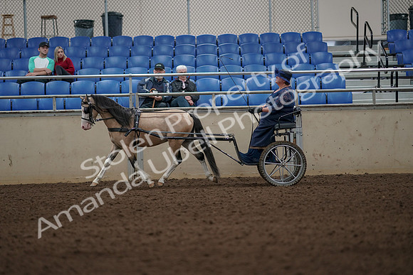 2019 Morgan Horse Show - Aug 31, 2019 - 04295