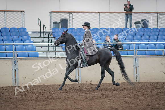 2019 Morgan Horse Show - Aug 31, 2019 - 08515