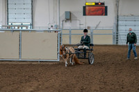 2020 - AB Morgan Horse - Fri, Sept 04 - 01052