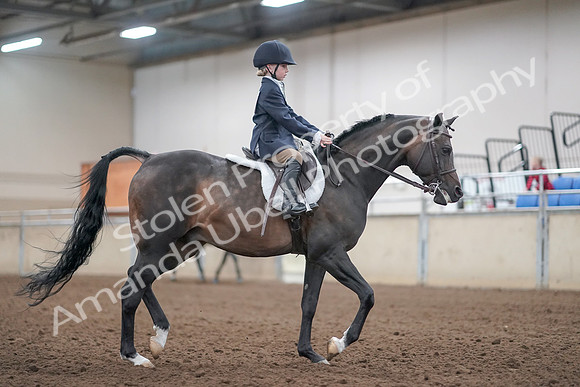 2019 Morgan Horse Show - Aug 31, 2019 - 19575