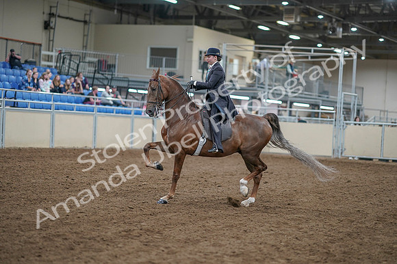 2020 - AB Morgan Horse - Fri, Sept 04 - 11281