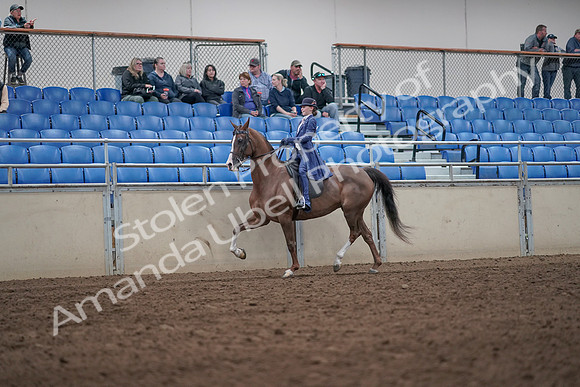 2019 Morgan Horse Show - Aug 31, 2019 - 20436