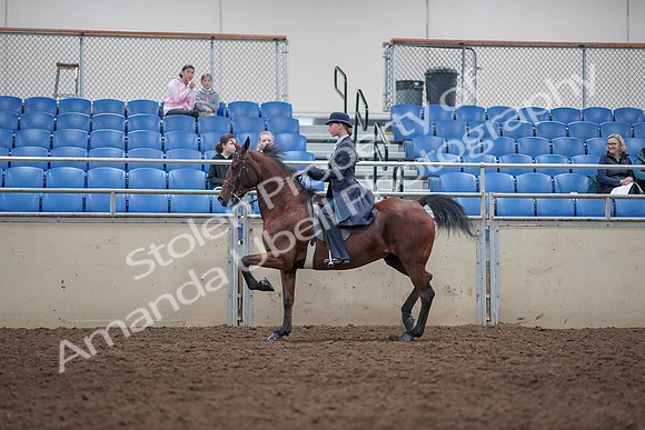 2019 Morgan Horse Show - Aug 31, 2019 - 09365