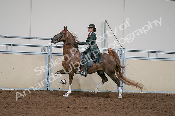 2020 - AB Morgan Horse - Sat, Sept 05 - 13051