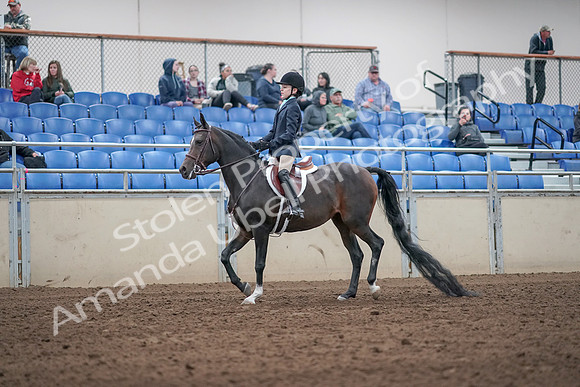 2019 Morgan Horse Show - Aug 31, 2019 - 19485