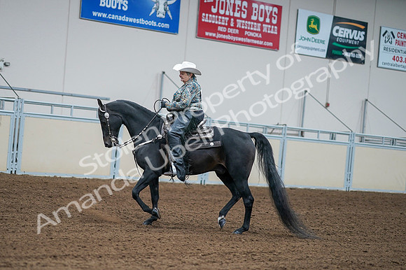 2020 - AB Morgan Horse - Fri, Sept 04 - 03599